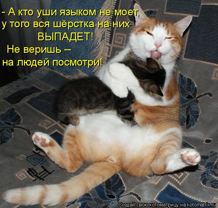 - А кто уши языком не моет, у того вся шёрстка на них ВЫПАДЕТ! Не веришь -- на людей посмотри!... Котоматрица: - А кто уши языком не моет, у того вся шёрстка на них ВЫПАДЕТ! Не веришь -- на людей посмотри!