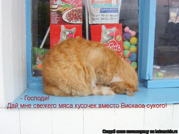 - Господи! Дай мне свежего мяса кусочек вместо Вискаса сухого!... Котоматрица: - Господи! Дай мне свежего мяса кусочек вместо Вискаса сухого!