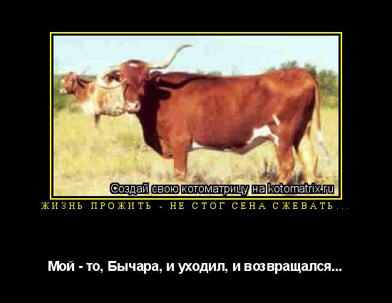 Котоматрица: Жизнь прожить - не стог сена сжевать... Мой - то, Бычара, и уходил, и возвращался...