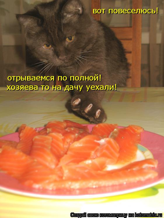 вот повеселюсь! хозяева то на дачу уехали! отрываемся по полной!... Котоматрица: вот повеселюсь! хозяева то на дачу уехали! отрываемся по полной!