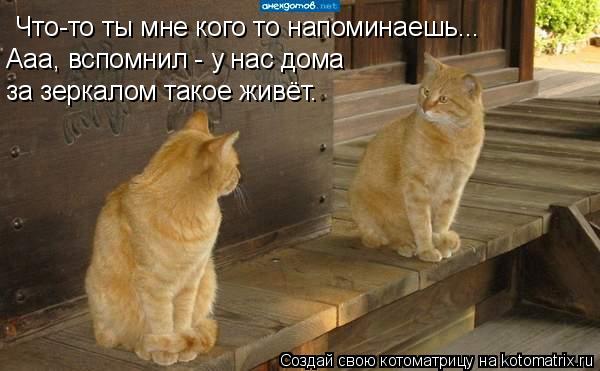 Что-то ты мне кого то напоминаешь... Ааа, вспомнил - у нас дома за зеркалом такое живёт.... Котоматрица: Что-то ты мне кого то напоминаешь... Ааа, вспомнил - у нас дома за зеркалом такое живёт.