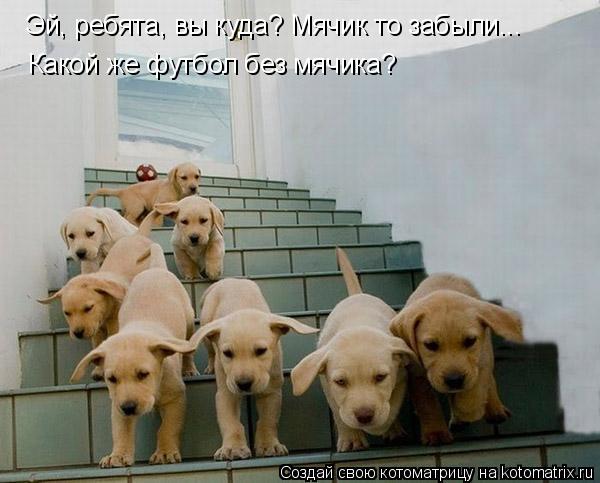 Эй, ребята, вы куда? Мячик то забыли... Какой же футбол без мячика?... Котоматрица: Эй, ребята, вы куда? Мячик то забыли... Какой же футбол без мячика?
