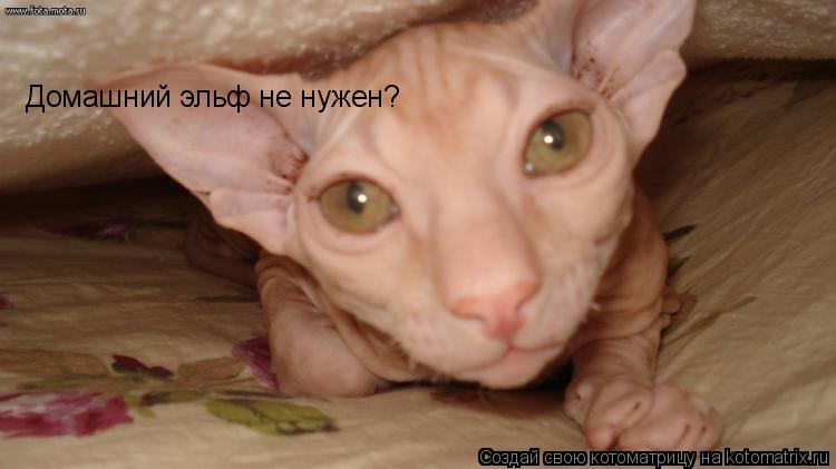 Домашний эльф не нужен?... Котоматрица: Домашний эльф не нужен?