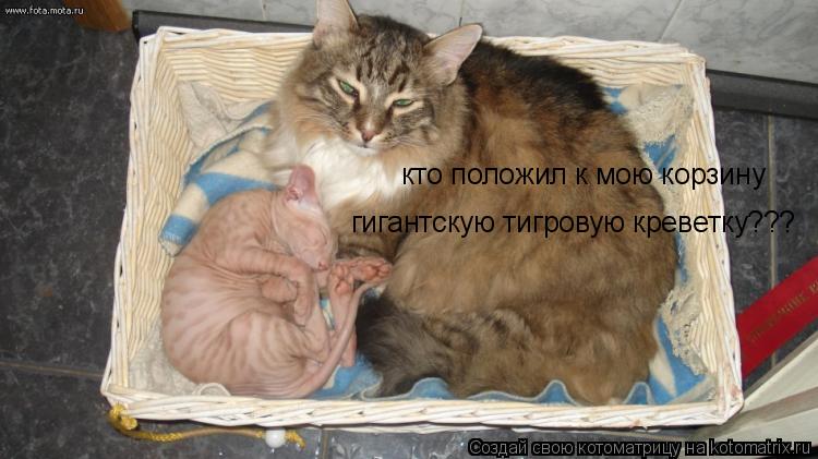 кто положил к мою корзину гигантскую тигровую креветку???... Котоматрица: кто положил к мою корзину гигантскую тигровую креветку???