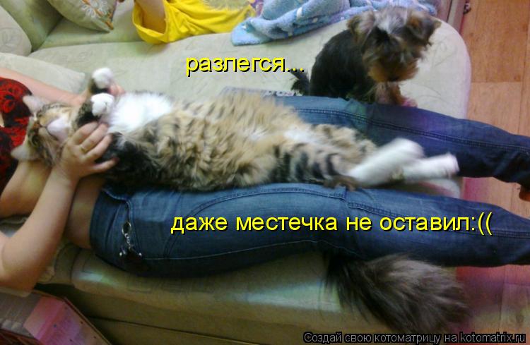 разлегся... даже местечка не оставил:((... Котоматрица: разлегся... даже местечка не оставил:((