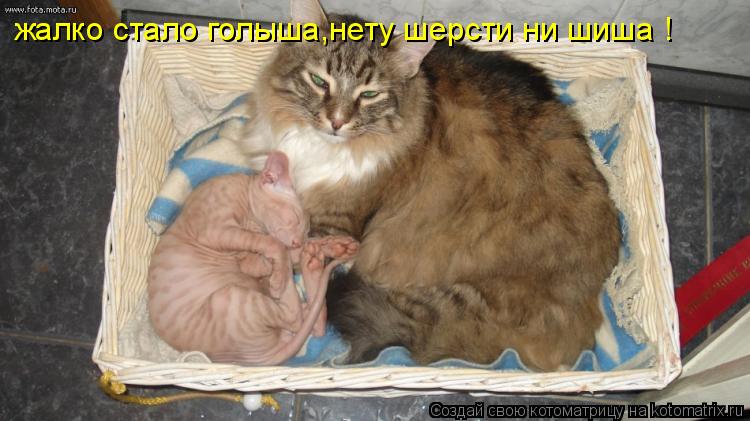 Котоматрица: жалко стало голыша,нету шерсти ни шиша !