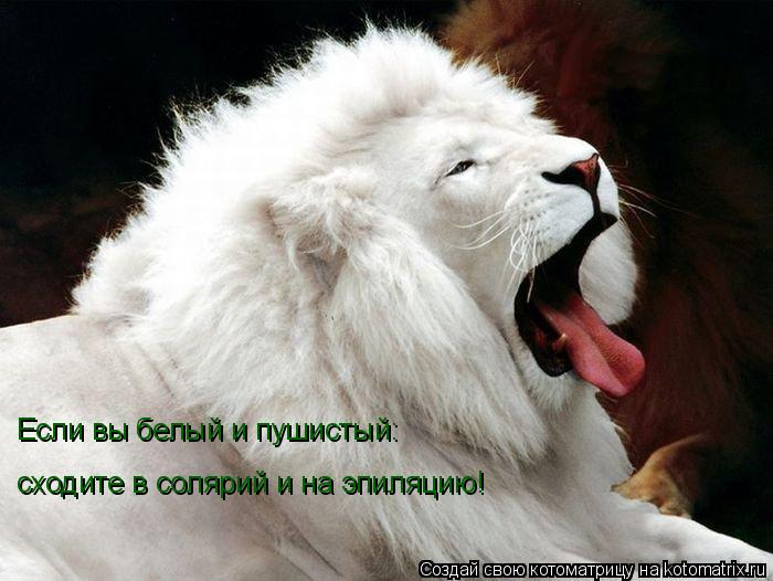 Котоматрица: Если вы белый и пушистый: сходите в солярий и на эпиляцию!