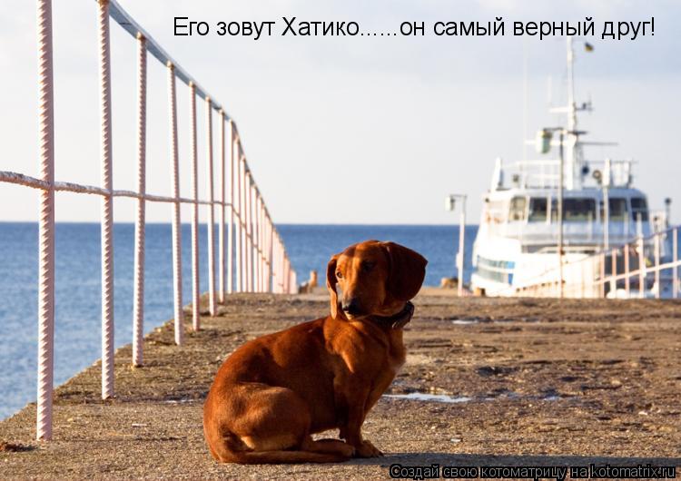Его зовут Хатико......он самый верный друг!... Котоматрица: Его зовут Хатико......он самый верный друг!