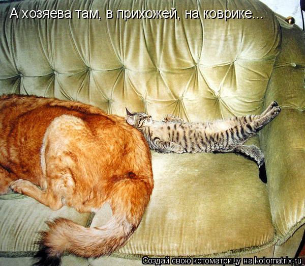 А хозяева там, в прихожей, на коврике...... Котоматрица: А хозяева там, в прихожей, на коврике...