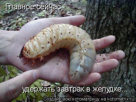 Котоматрица: Главное сейчас -  удержать завтрак в желудке...