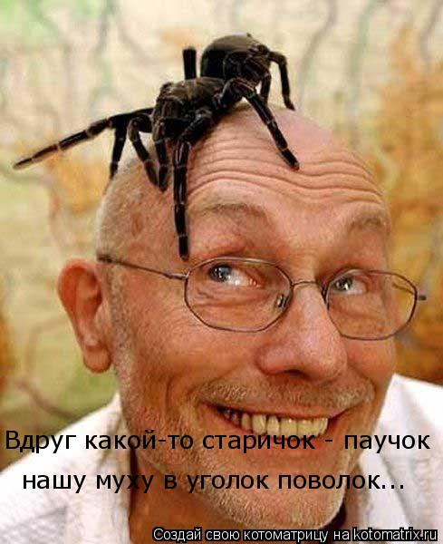 Вдруг какой-то старичок - паучок нашу муху в уголок поволок...... Котоматрица: Вдруг какой-то старичок - паучок нашу муху в уголок поволок...