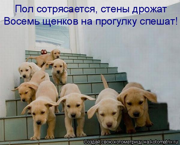 Котоматрица: Пол сотрясается, стены дрожат Восемь щенков на прогулку спешат!