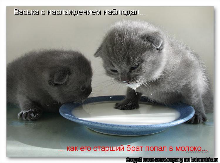 Котоматрица: Васька с наслаждением наблюдал Васька с наслаждением наблюдал ... ... ... как его старший брат попал в молоко...