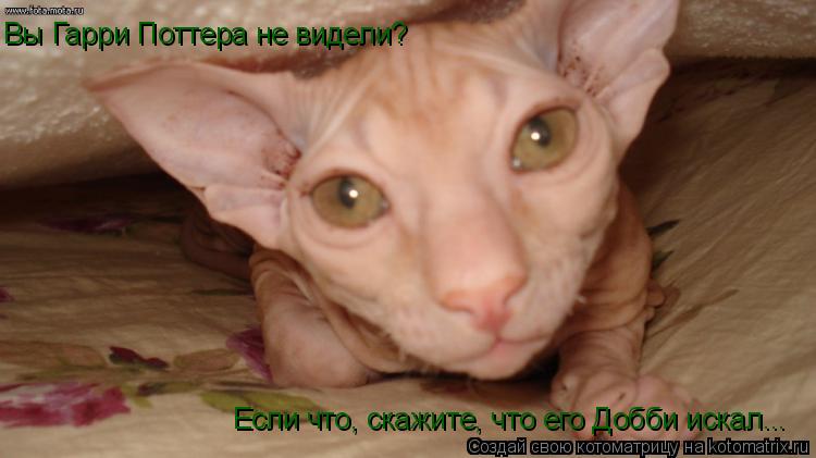 Котоматрица: Вы Гарри Поттера не видели? Если что, скажите, что его Добби искал...