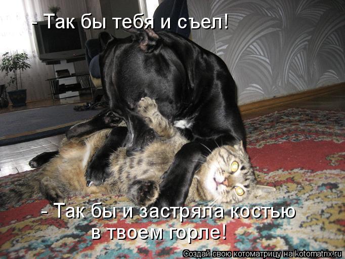 Котоматрица: - Так бы тебя и съел! - Так бы и застряла костью  в твоем горле!