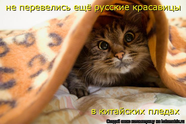 Котоматрица: не перевелись ещё русские красавицы  в китайских пледах
