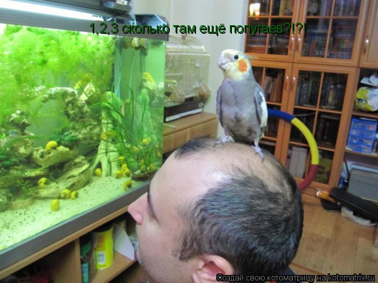 Котоматрица: 1,2,3 сколько там ещё попугаев?!?!