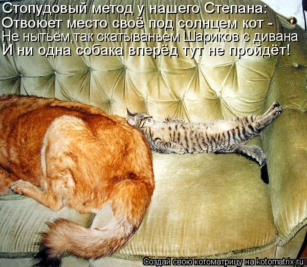 Котоматрица: Стопудовый метод у нашего Степана: Отвоюет место своё под солнцем кот - Не нытьём,так скатываньем Шариков с дивана И ни одна собака вперёд т