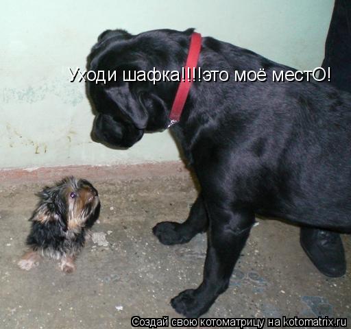 Котоматрица: Уходи шафка!!!!это моё местО!