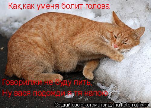 Котоматрица: Как,как уменя болит голова Говорилжи не буду пить, Ну вася подожди я тя напою