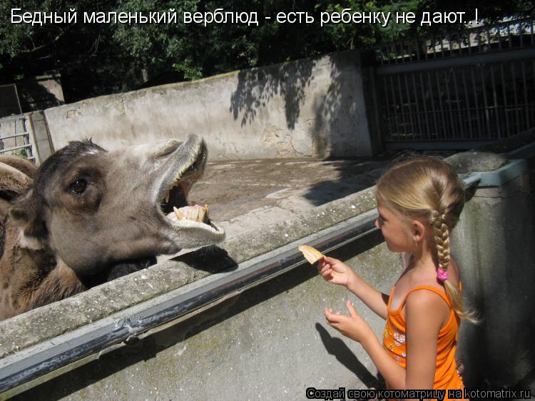 Котоматрица: Бедный маленький верблюд - есть ребенку не дают..!