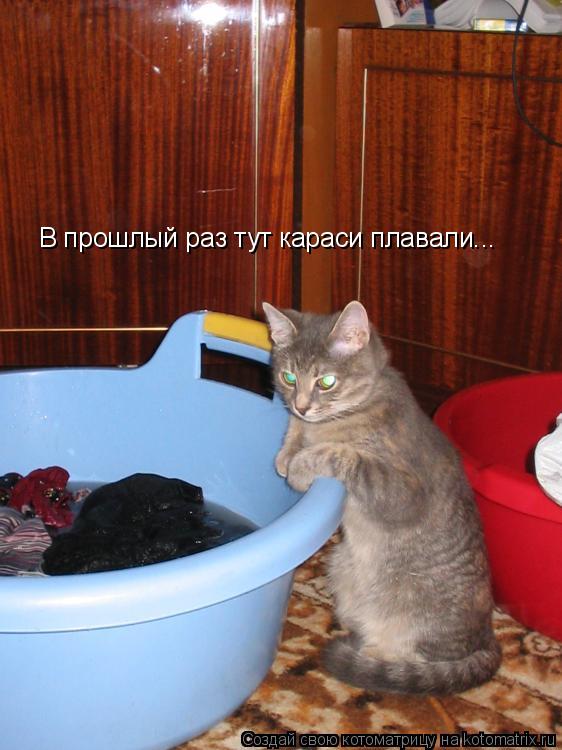 Котоматрица: В прошлый раз тут караси плавали...