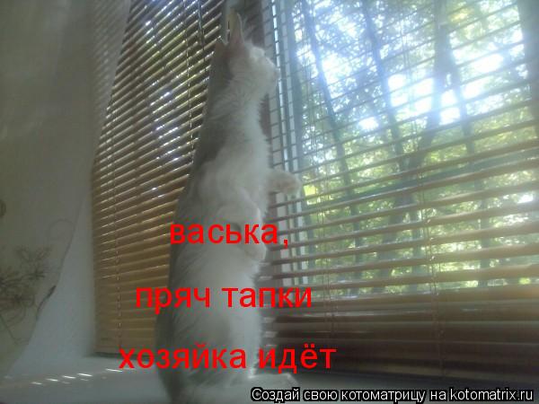 Котоматрица: пряч тапки пряч тапки хозяйка идёт васька,