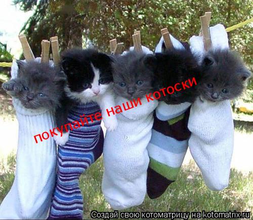 Котоматрица: покупайте наши котоски