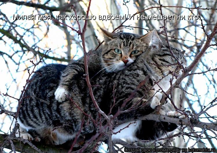 Котоматрица: Милая моя, как хорошо вдвоем! И не мешает ни кто...