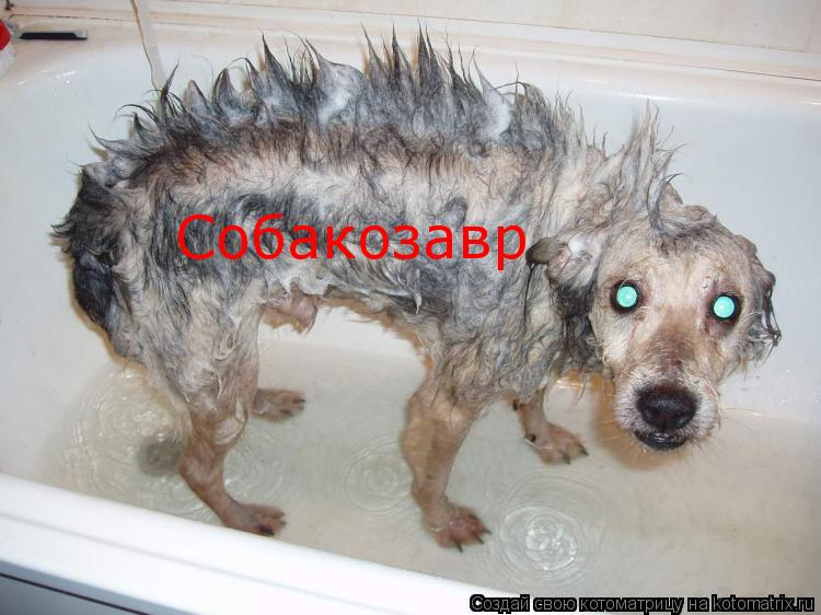 Котоматрица: Собакозавр