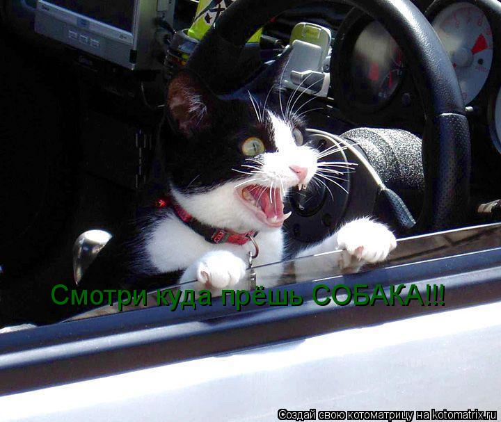 Котоматрица: Смотри куда прёшь СОБАКА!!!