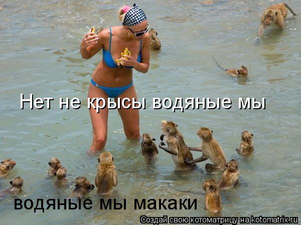Котоматрица: Нет не крысы водяные мы водяные мы макаки
