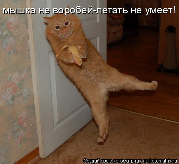 Котоматрица: мышка не воробей-летать не умеет!