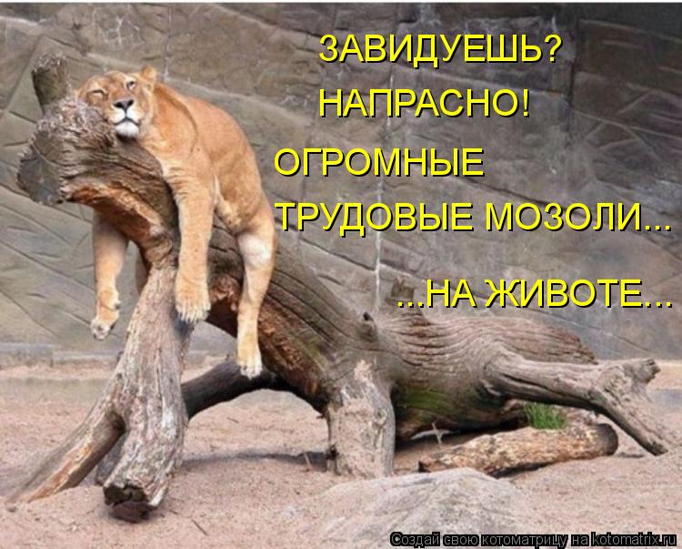 Котоматрица: ЗАВИДУЕШЬ? НАПРАСНО! ТРУДОВЫЕ МОЗОЛИ...  ОГРОМНЫЕ ...НА ЖИВОТЕ...