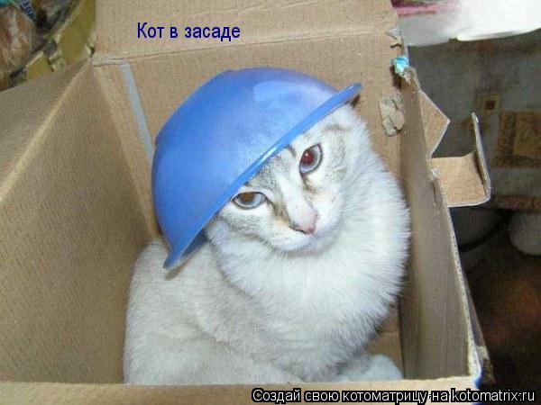 Кот в засаде... Котоматрица: Кот в засаде