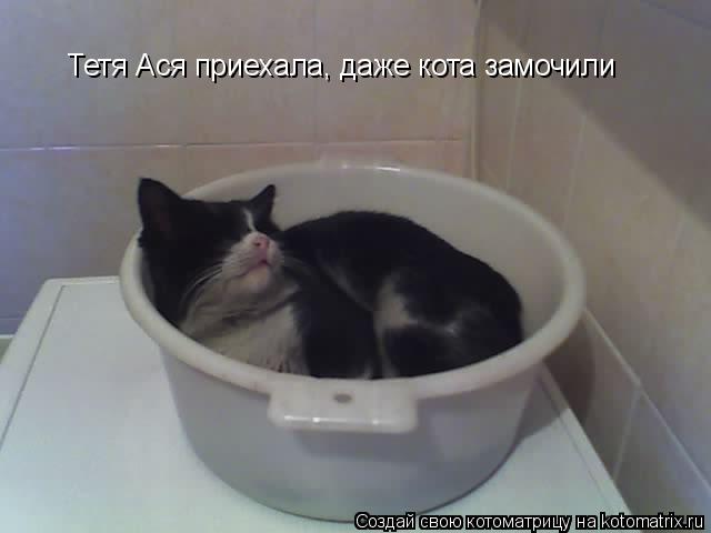 Тетя Ася приехала, даже кота замочили... Котоматрица: Тетя Ася приехала, даже кота замочили
