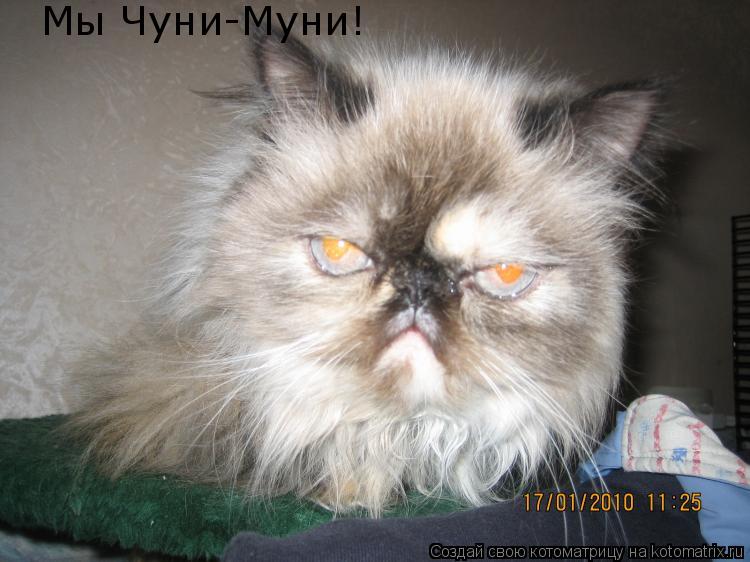 Котоматрица: Мы Чуни-Муни!