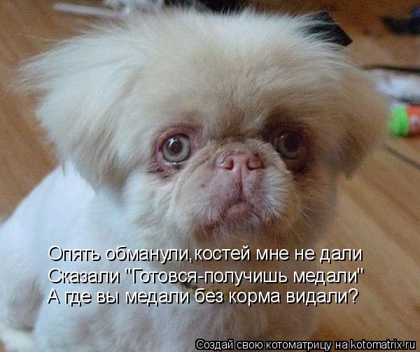 Котоматрица: Опять обманули,костей мне не дали Сказали "Готовся-получишь медали" А где вы медали без корма видали?