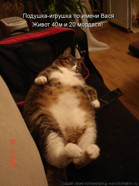 Подушка-игрушка по имени Вася Живот 40м и 20 мордася!... Котоматрица: Подушка-игрушка по имени Вася Живот 40м и 20 мордася!