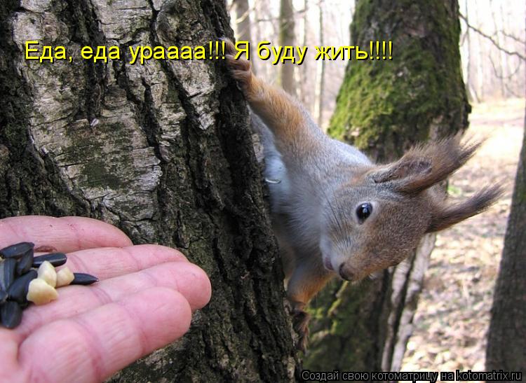 Еда, еда ураааа!!! Я буду жить!!!!... Котоматрица: Еда, еда ураааа!!! Я буду жить!!!!