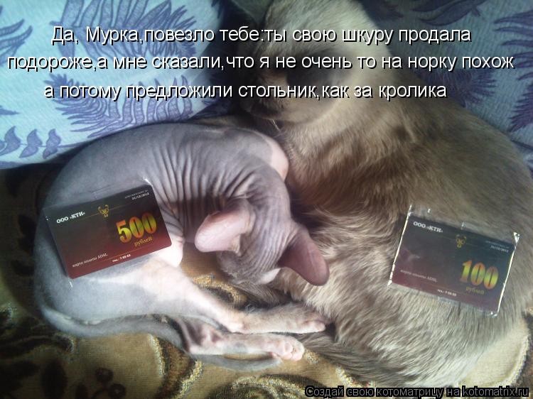 Да, Мурка,повезло тебе:ты свою шкуру продала подороже,а мне сказали,что я не очень то на норку похож ... Котоматрица: Да, Мурка,повезло тебе:ты свою шкуру продала подороже,а мне сказали,что я не очень то на норку похож а потому предложили стольник,как за крол