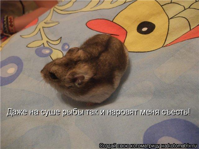 Котоматрица: Даже на суше рыбы так и наровят меня съесть!