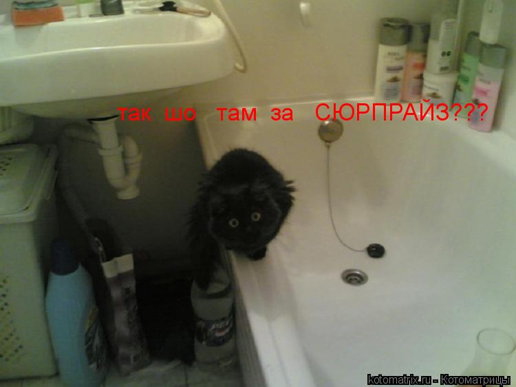 Котоматрица: так  шо   там  за   СЮРПРАЙЗ???