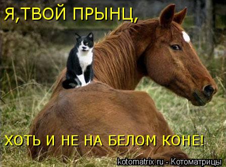 Котоматрица: Я,ТВОЙ ПРЫНЦ, ХОТЬ И НЕ НА БЕЛОМ КОНЕ!