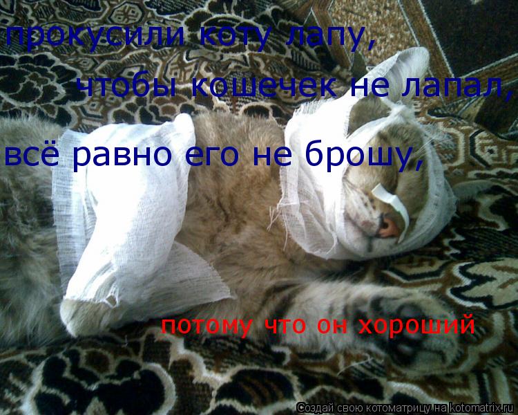 Котоматрица: прокусили коту лапу, чтобы кошечек не лапал, всё равно его не брошу, потому что он хороший