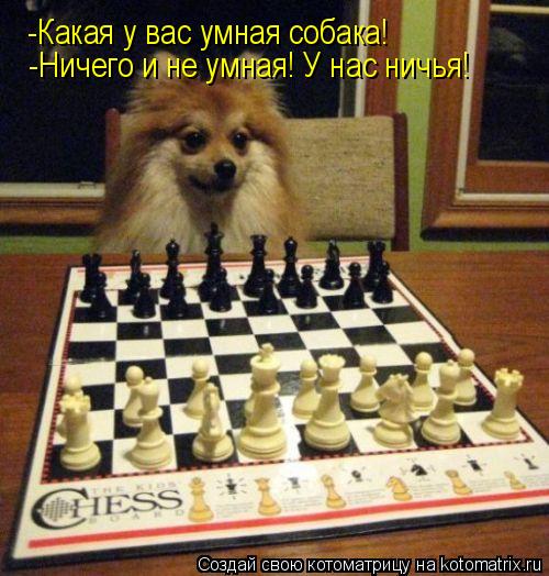 Котоматрица: -Какая у вас умная собака! -Ничего и не умная! У нас ничья!