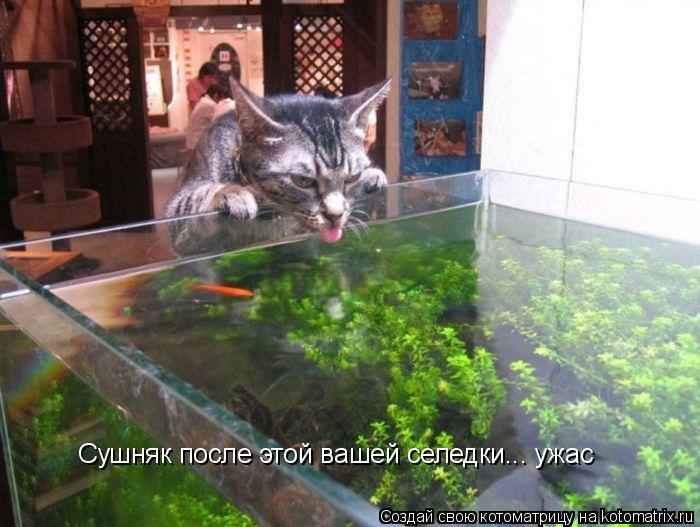 Котоматрица: Сушняк после этой вашей селедки... ужас