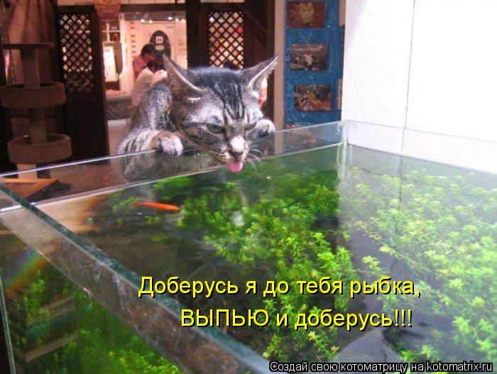 Котоматрица: Доберусь я до тебя рыбка, ВЫПЬЮ и доберусь!!!