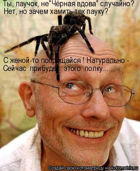 Котоматрица: Сейчас  прибудет  этого  полку... С женой-то попрощайся ! Натурально - Ты, паучок, не"Чёрная вдова" случайно? Нет, но зачем хамить так пауку?