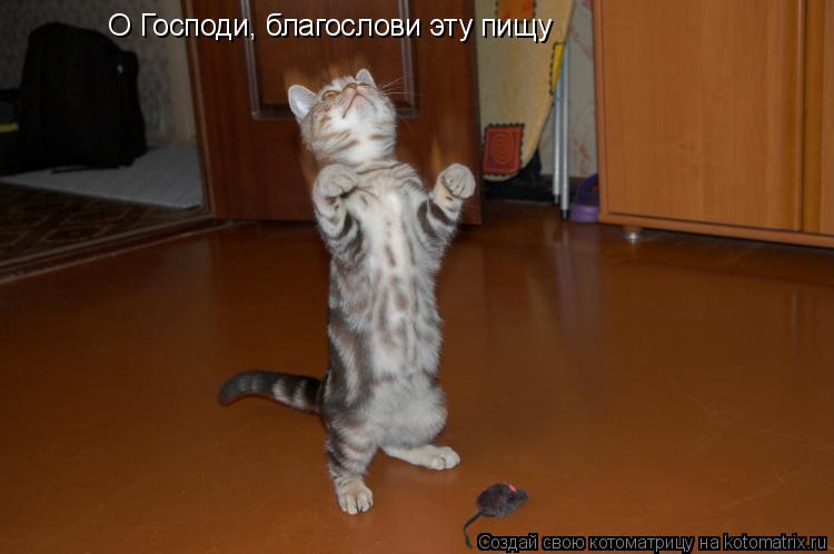 Котоматрица: О Господи, благослови эту пищу